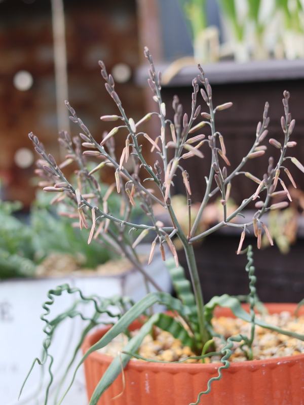 3年目のトラキアンドラトルチリスの蕾