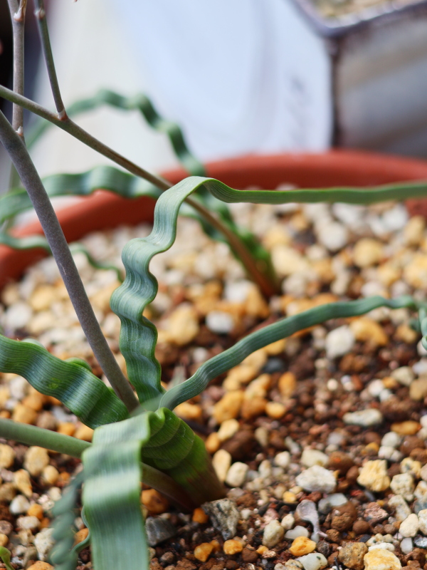 3年目のトラキアンドラ・トルチリス