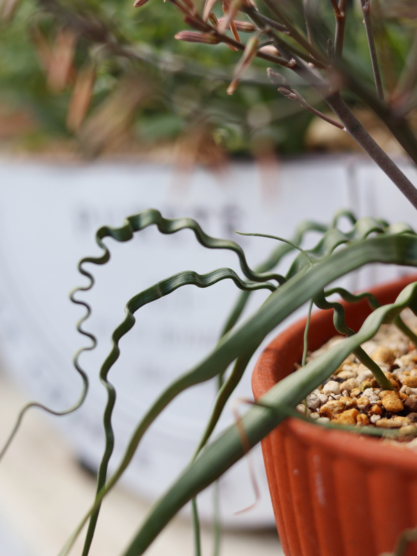 トラキアンドラトルチリスのまっすぐになった葉と螺旋状の葉