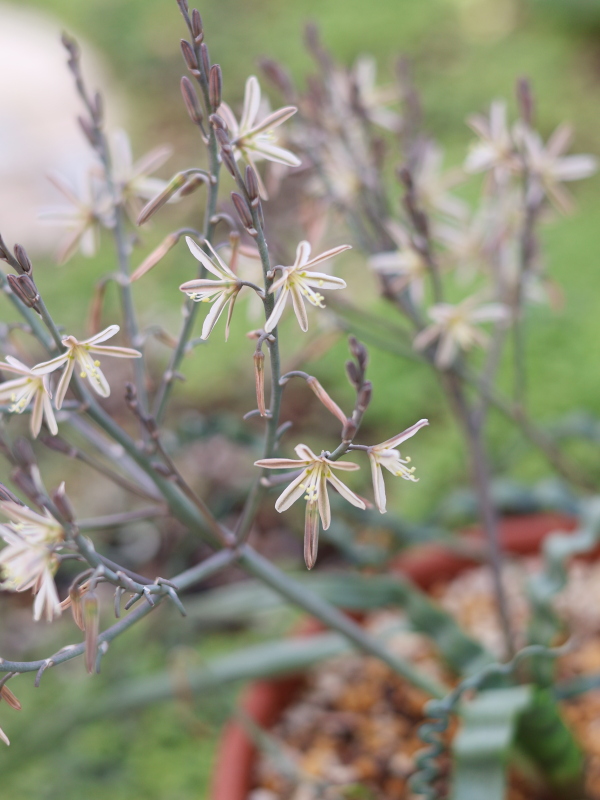 トラキアンドラトルチリスの花