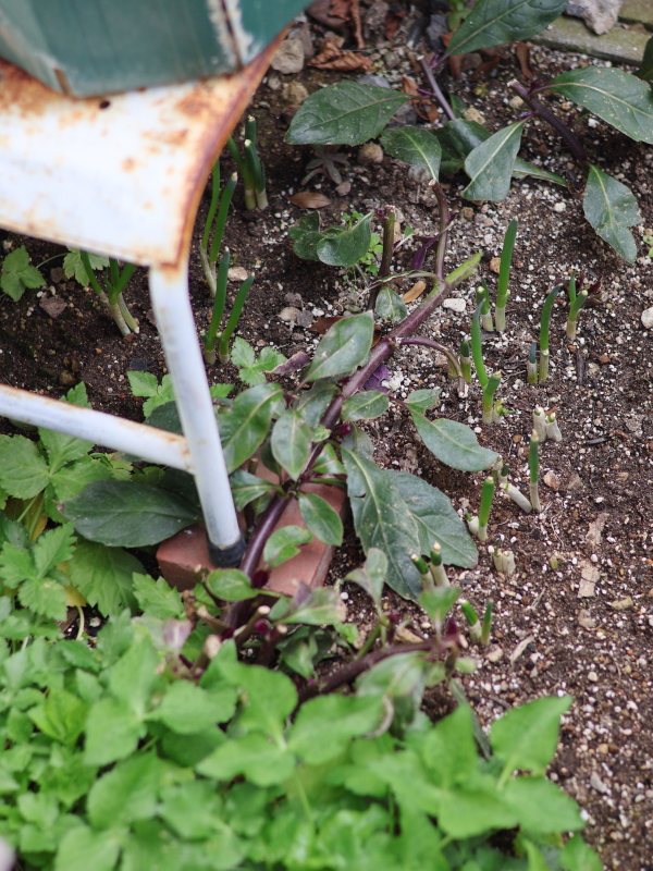 水前寺菜を根伏せで増やす方法