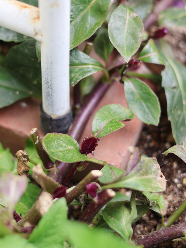 春になって新芽が芽吹くハンダマ（水前寺菜）のアップ写真