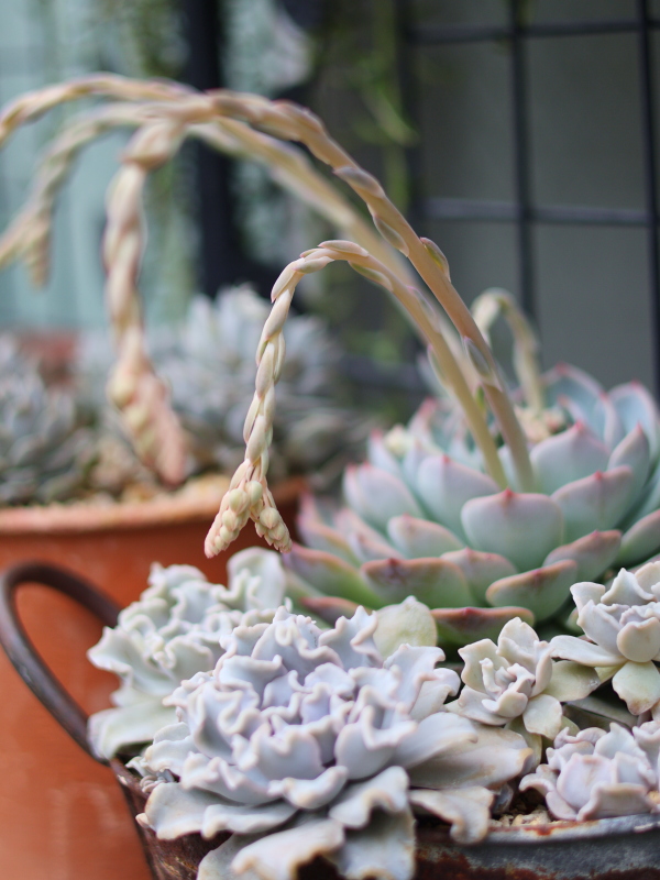 エケベリアパイレーツの花がどれもわかれている写真