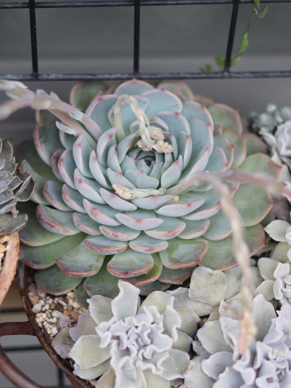 1つの多肉植物(エケベリア)からたくさん花芽が出ている様子