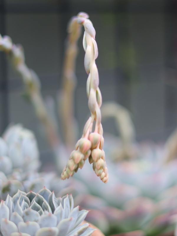エケベリアの花芽がふたまた