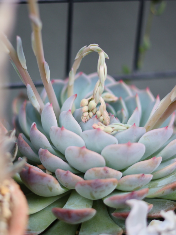 花芽が少しずつ伸びているエケベリアの様子