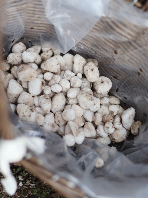 ルビーネックレスの根詰まり解消のために、鉢の1/3〜半分くらいまでは、鉢底石を入れるのがおすすめ。