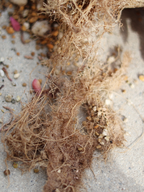 根詰まりしたルビーネックレスの根を少しほぐす