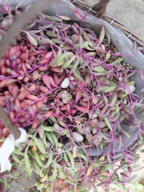 ルビーネックレスの植え替え、上からみた状態。これで根元のスカスカ状態を解消。