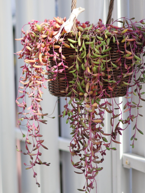 ハンギングバスケット、遠くから撮った状態。