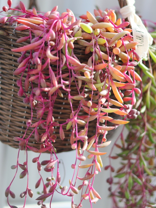 ハンギングバスケットから垂れ下がる虹色のルビーネックレス