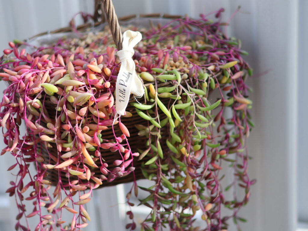 【驚異の成長】たった3本の枝が1年半で「ルビーの滝」に！爆増させる育て方の秘訣