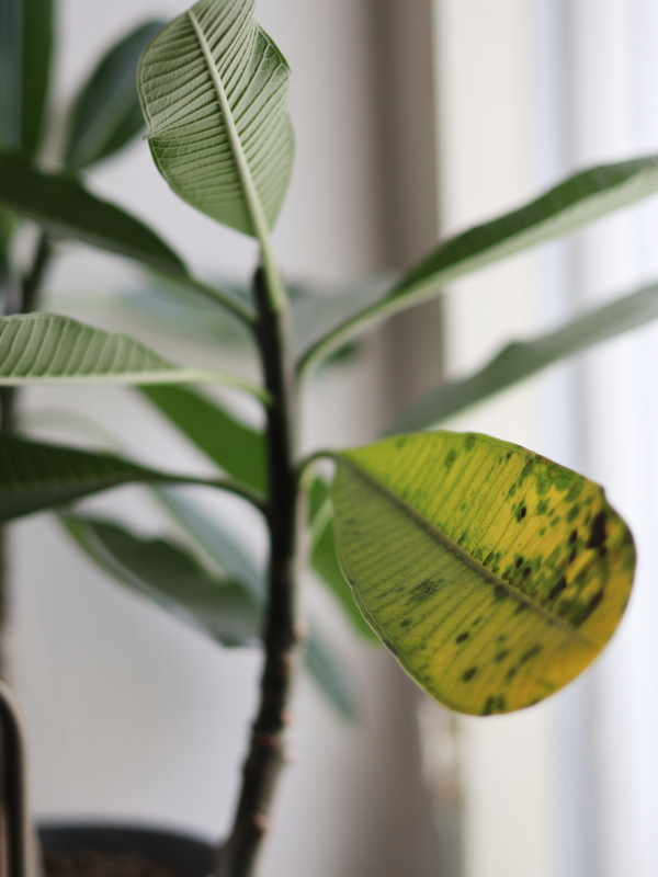 プルメリアの冬の落葉サイン。葉全体が黄色くなり、茶色い斑点が目立ち始めた末期の状態。