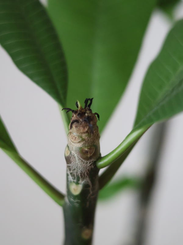 室内管理のプルメリアの上の葉が黒くなる問題