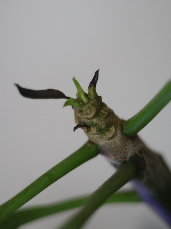プルメリアの枝の先端や脇芽が出ようとしている部分が、乾燥と水分不足（ブラックチップ）により真っ黒に変色して成長が止まった様子。