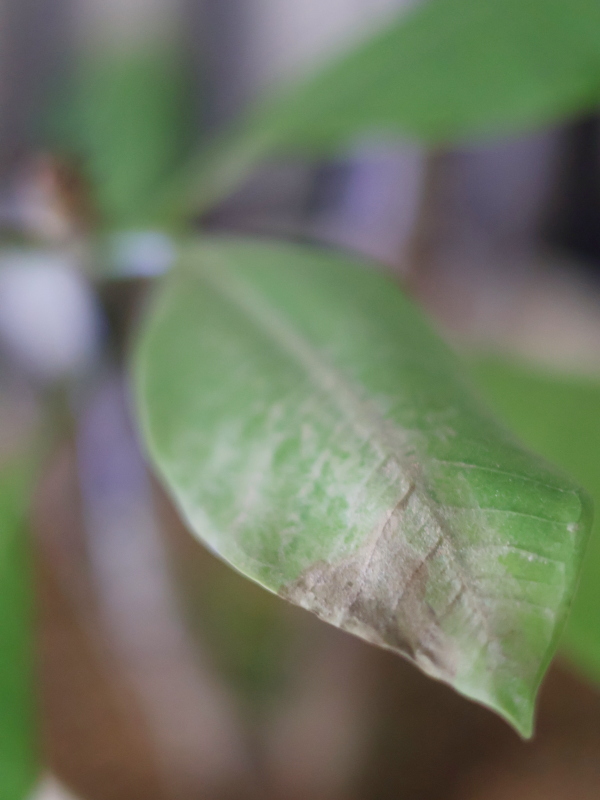 プルメリアハダニの対処方法と室内の管理方法について