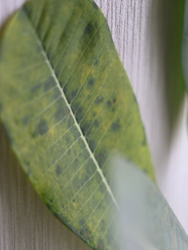 プルメリアの葉裏や表面に広がる黒い斑点。病気かハダニかを疑うような、まだら状の変色