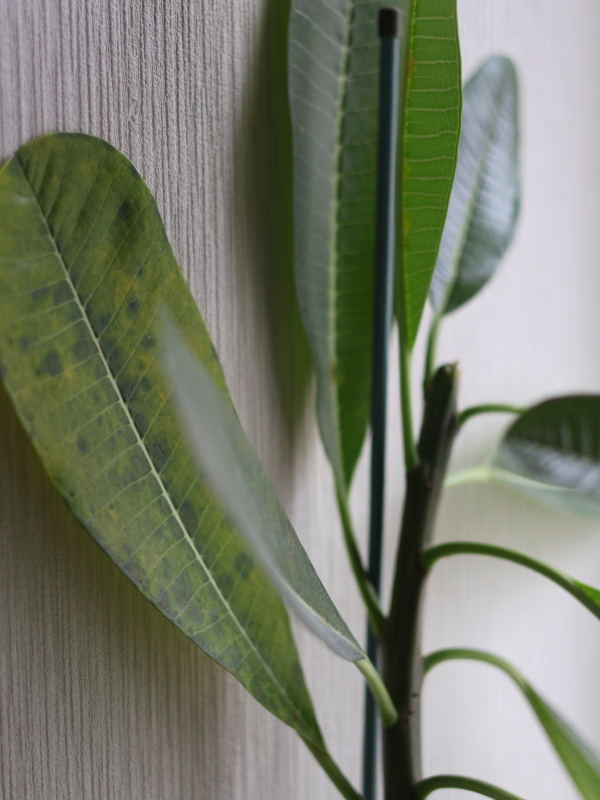 プルメリアの葉の変色初期。緑色の葉にうっすらと黒い斑点や模様が浮き出てきた状態。