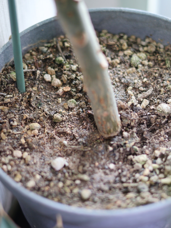 プルメリアの土がかたくなった状態について