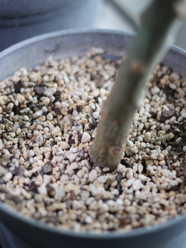 プルメリアは粒状培養土がおすすめ