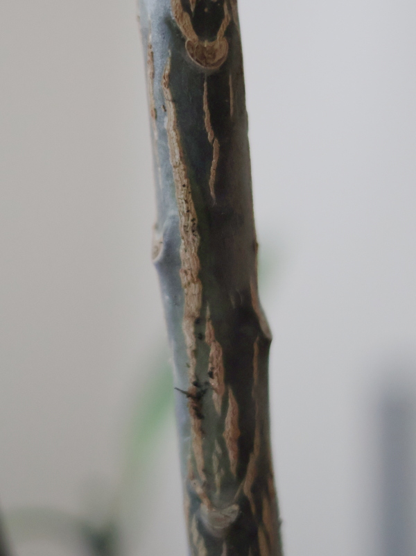 種から育てたプルメリア・ルブラの実生苗の幹に発生した、乾燥と水不足による縦方向の深いひび割れと組織の硬化。