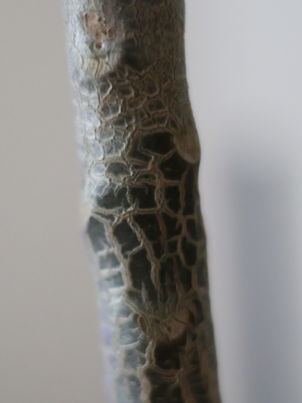 種から育てたプルメリア・ルブラの実生苗の幹に発生した、乾燥と水不足による縦方向の深いひび割れと組織の硬化。