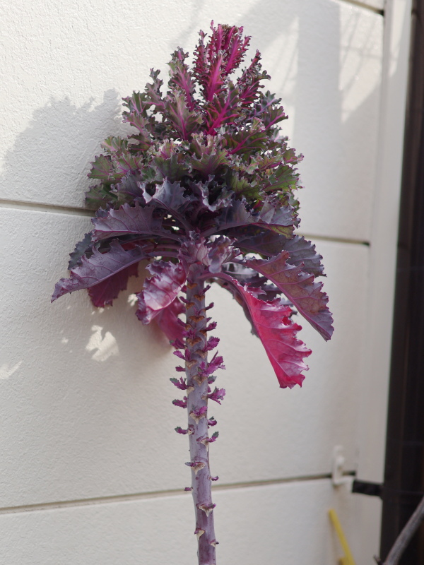 春になってとうだちしたプチヴェール