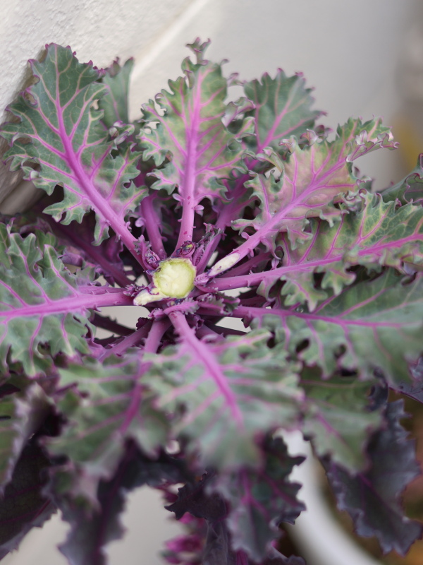 摘芯したプチヴェールの断面