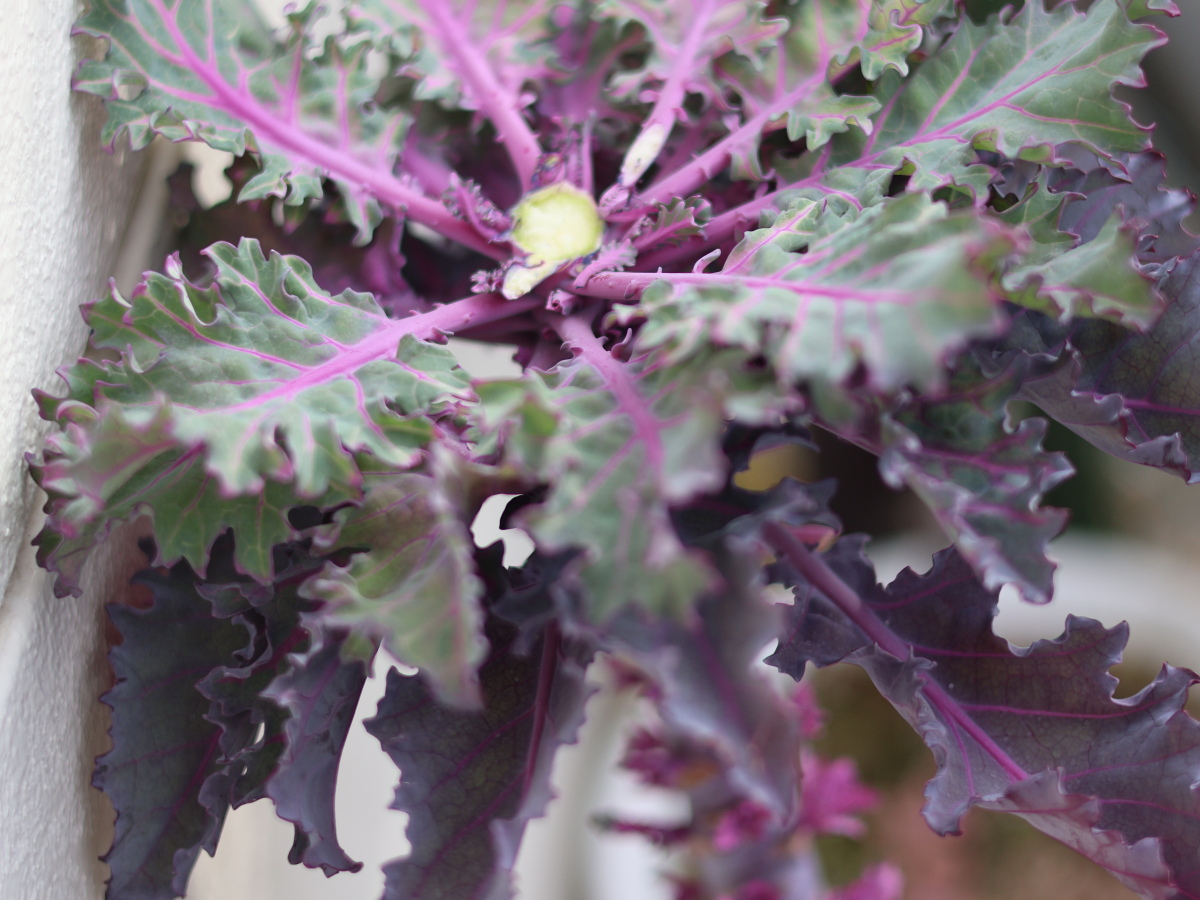 【プチヴェール栽培記】9月植えから春の収穫まで｜失敗から学んだ「確実な収穫」へのスケジュールと対策