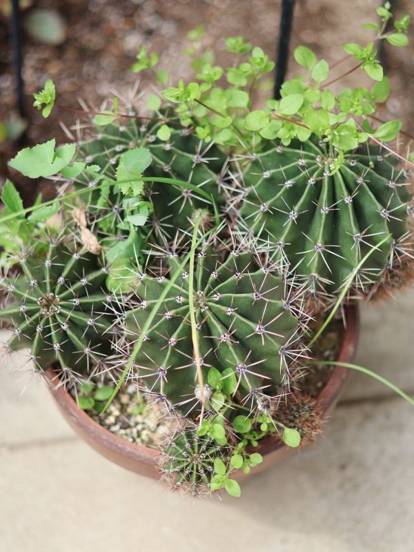 サボテン植え替えの失敗事例。2ヶ月放置で雑草が繁茂した旺盛丸の様子