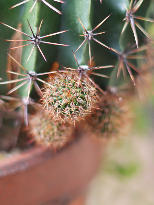 サボテン(旺盛丸)の子(オフセット、カキコ)が次々とできている様子と、その植え替え
