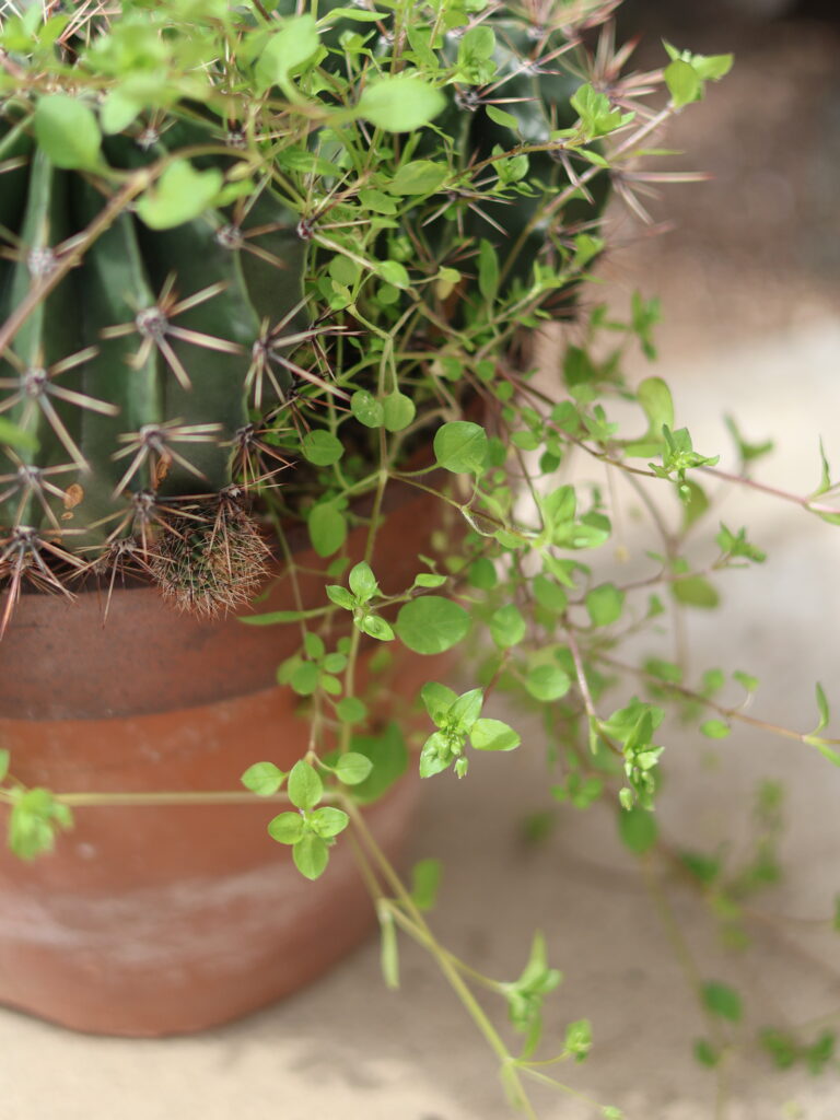 サボテン(エキノプシス旺盛丸)の根元に絡まる雑草と土の硬さをチェックする様子