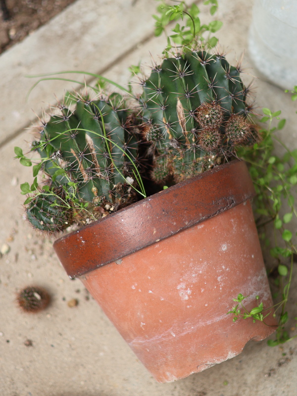 サボテン植え替えでトングを使うコツ。本体の根元(下〜中心)を優しく掴んで固定する方法