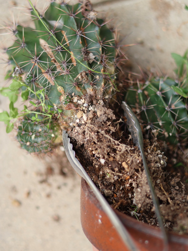 サボテンの古い根と土をトングとスコップで整理する手順。鉢底の根詰まりを解消する様子