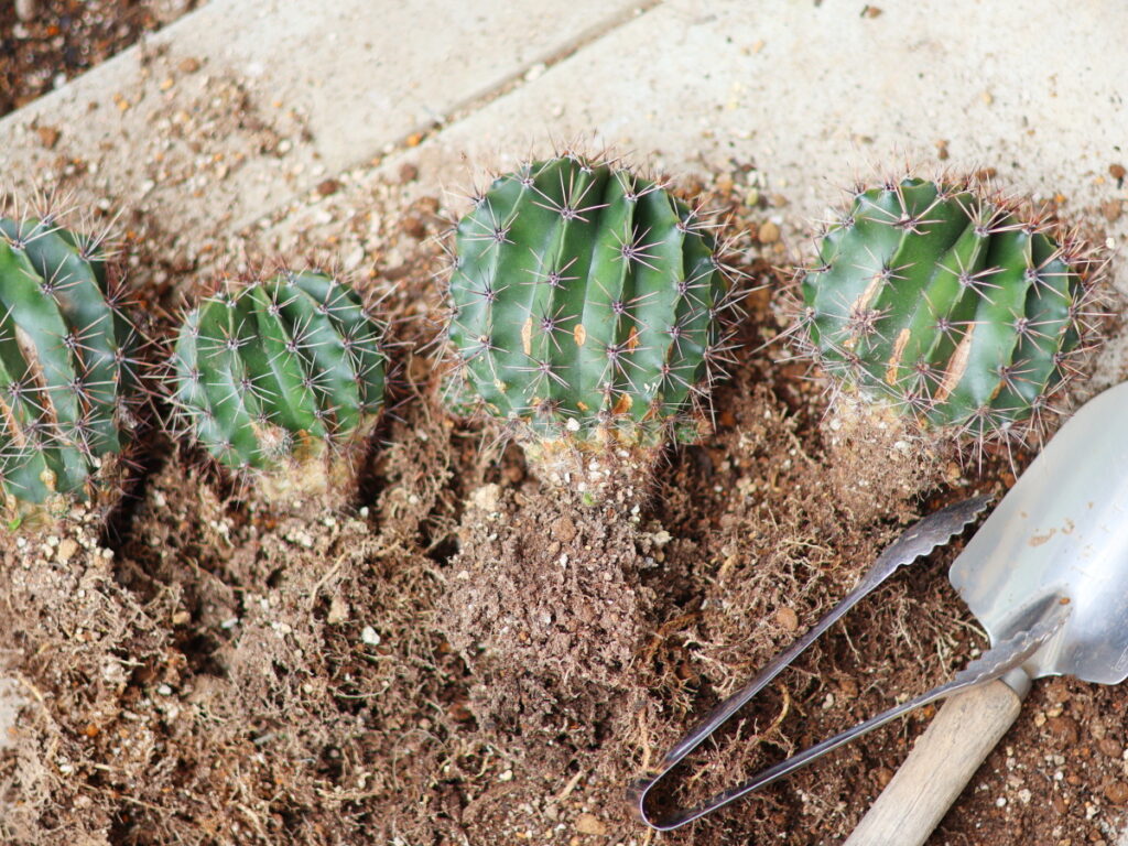 棘が大きくて多いサボテン(旺盛丸)の植え替え記録