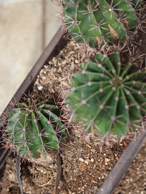 サボテンの親株を新しい鉢に配置し、トングで固定しながらスコップで土を入れる植え付け手順