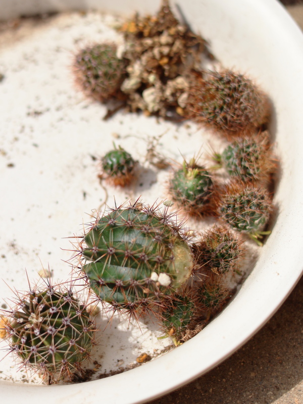 サボテン(エキノプシス旺盛丸)のオフセット(カキコ)を親株から取り外して整理した様子