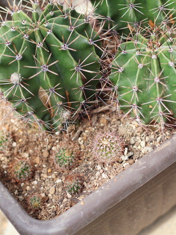 サボテンのオフセット(カキコ)を親株の隙間にバランスよく配置し、鉢全体の形を整える様子