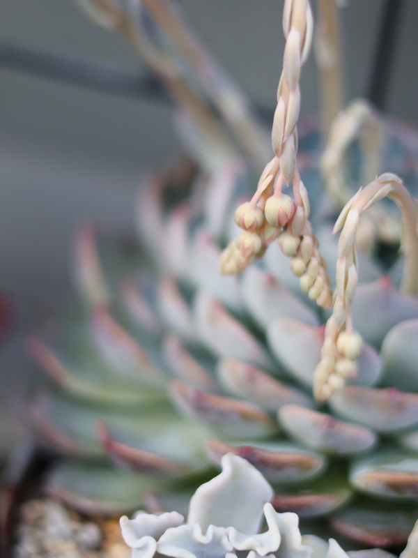 エケベリアパイレーツのふたまたになった花