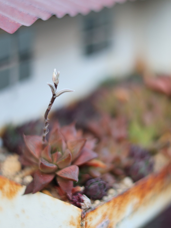 冬に紅葉した赤いハオルチアと、3月に咲いた白い花