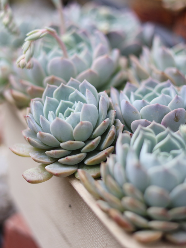 エケベリアリトルジャスミンの植え替え