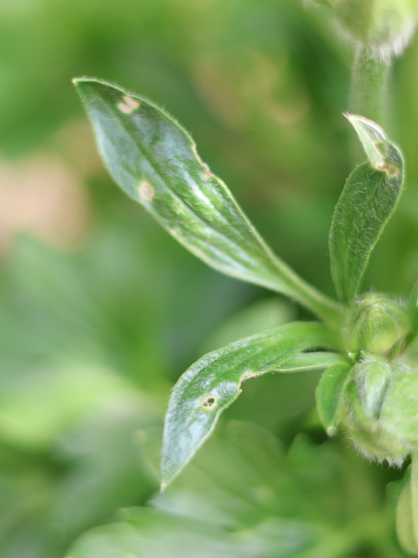 蕾の周りの葉が食べられたラナンキュラス。原因はヨトウムシの可能性。