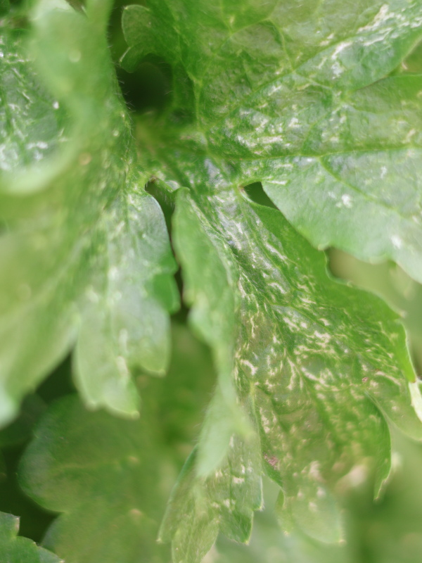 春の日焼けでラナンキュラスの葉がかすれたような症状
