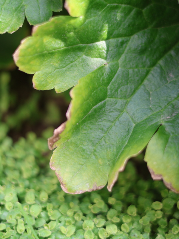 葉の周りが茶色くなったラナンキュラスの原因と考察