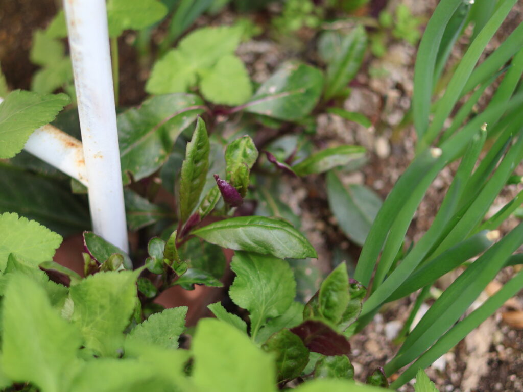 水前寺菜(はんだま)の冬越しと春の新芽