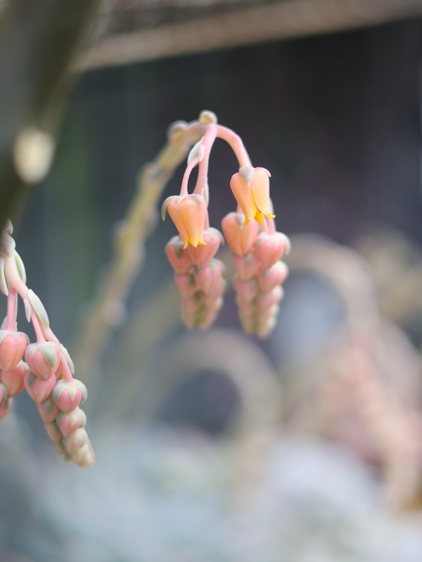 エケベリアパイレーツの二股の花芽と可愛い色の花