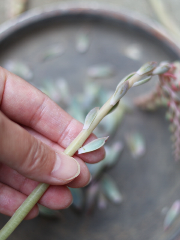 花芽から、葉挿しのようにして、増やす多肉植物