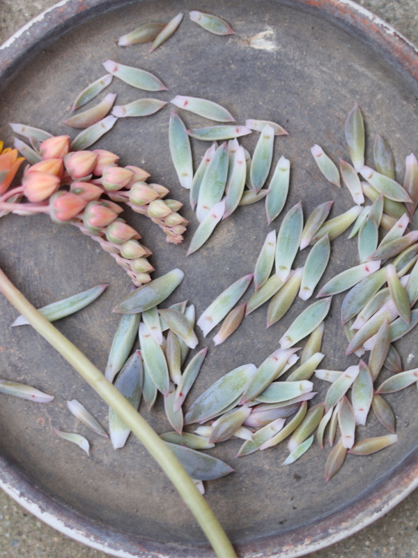 多肉植物の花芽挿しの様子