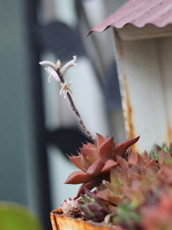 ハオルチアの花言葉:小さな愛