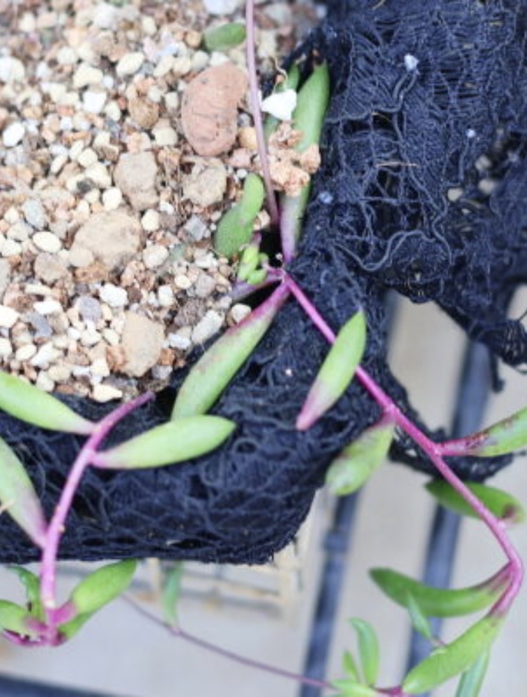 ルビーネックレスの挿し芽から2年間の成長記録。2024年10月、数本の茎からスタートした多肉植物の栽培開始時の様子。